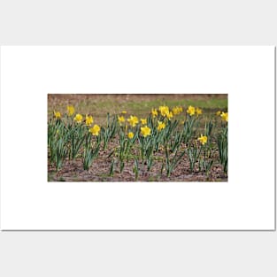 Daffodils Say Spring Posters and Art